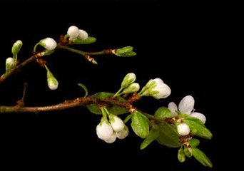 t0112a91570f2de5ecd.gif