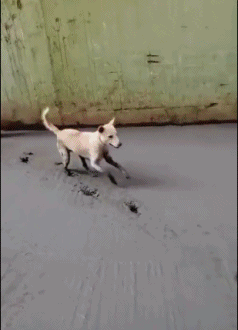 0.gif