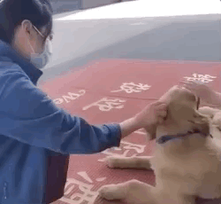 0.gif