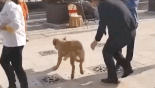 0.gif