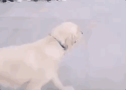 0.gif