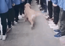 0.gif
