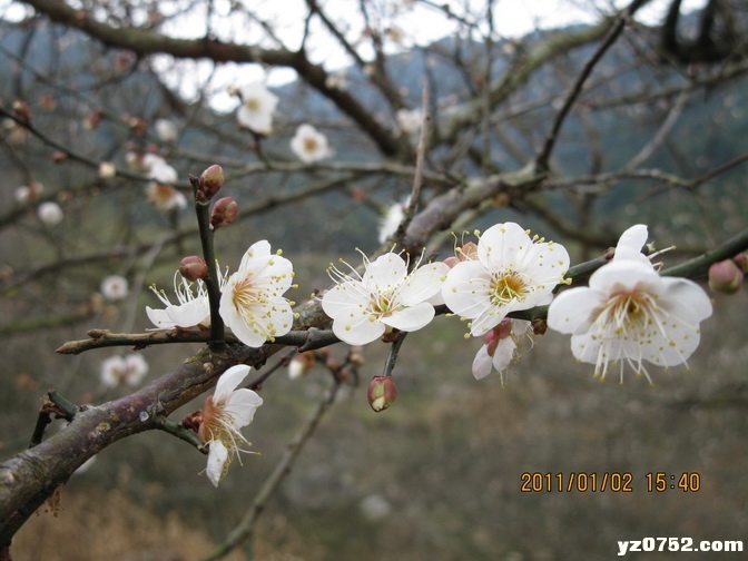 IMG_0575_С.jpg