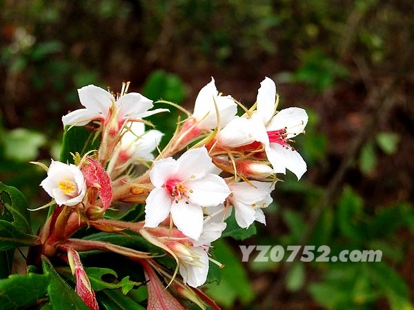 DSCF2896.jpg