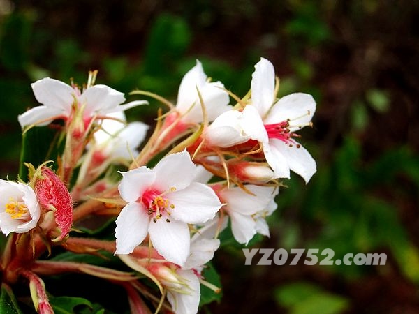DSCF2895.jpg