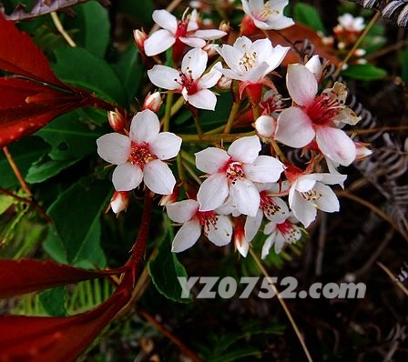 DSCF2909.jpg