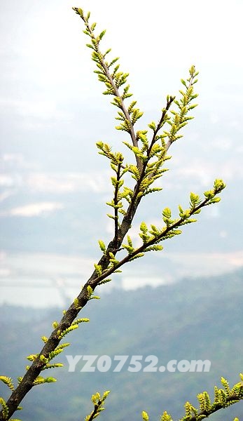 DSCF2928.jpg