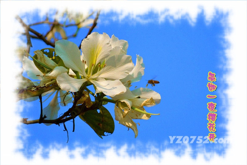 һҹӣ02.jpg