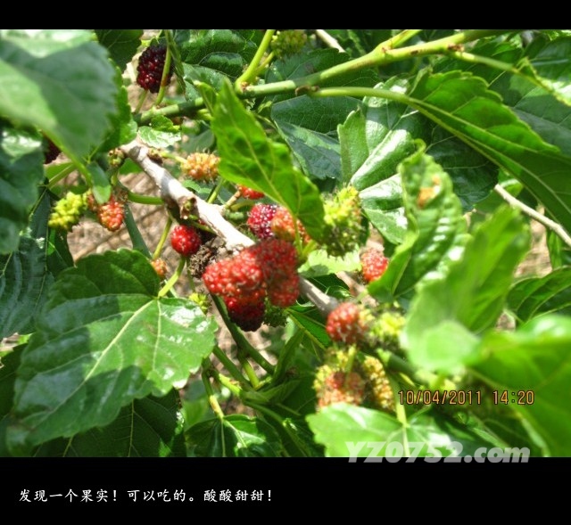 IMG_1022_conew1.jpg
