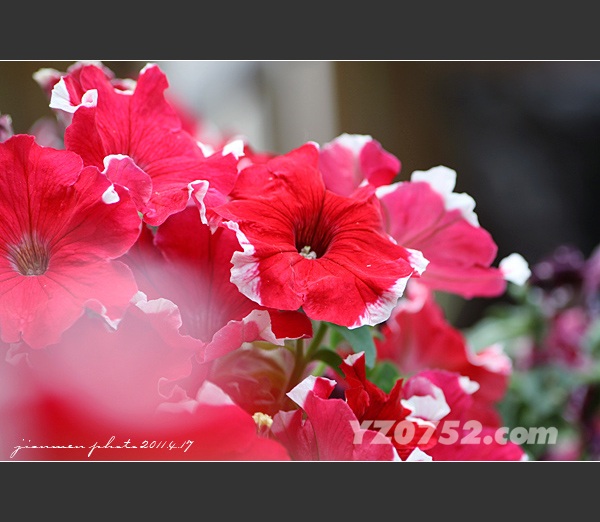 IMG_9511~1.jpg