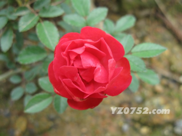 IMG_3619.jpg