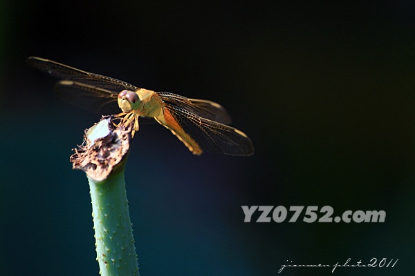 IMG_1536.jpg