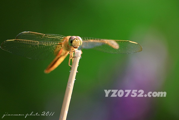 IMG_1497.jpg