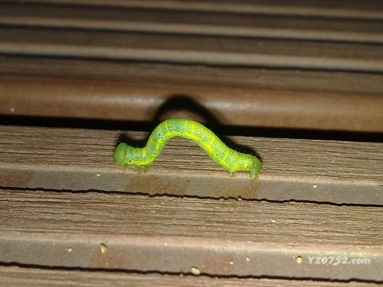 20110616217.jpg