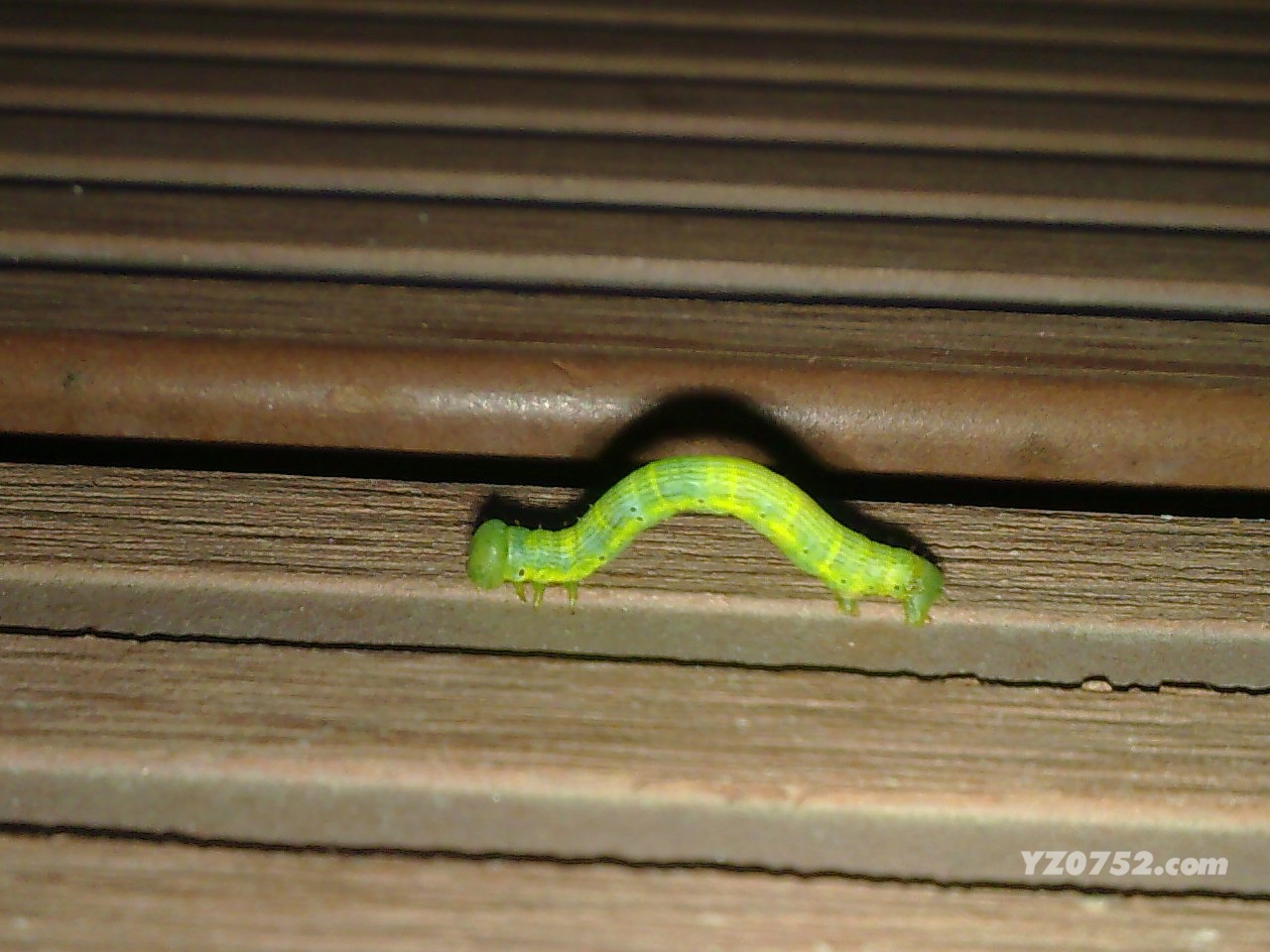 20110616219.jpg