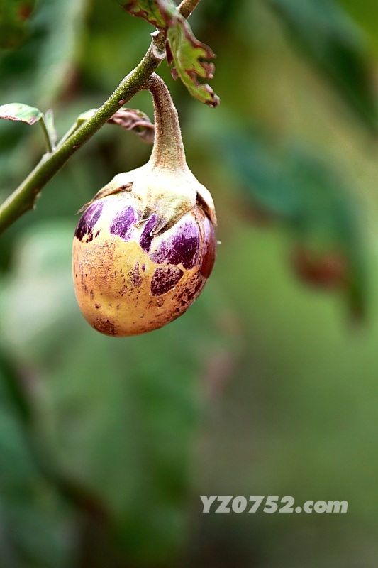 DPP_0522.jpg