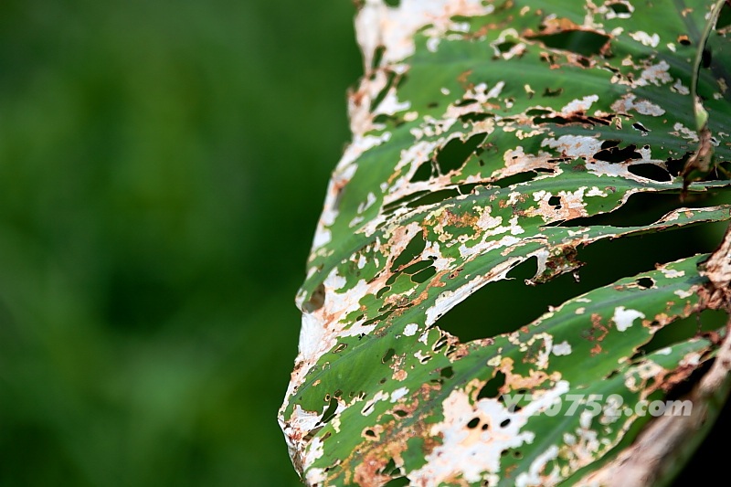 DPP_0520.jpg