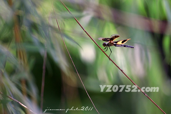 IMG_3870.jpg