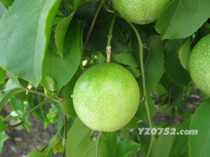 IMG_5599_С.jpg