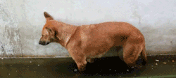 δ.gif
