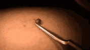 0.gif