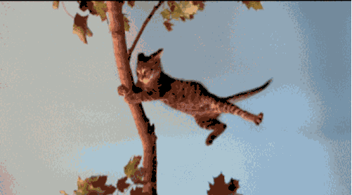 0.gif
